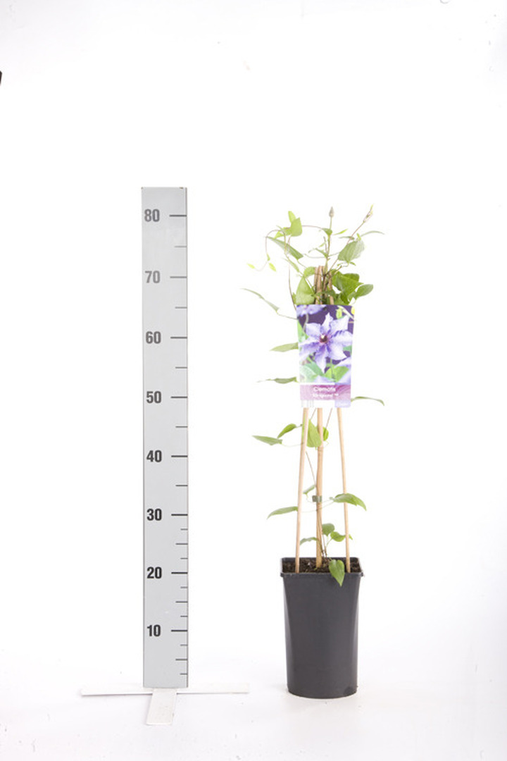 Raganės (Lot Clematis) 'Konigskind' C2,5 70 CM 4 ST(SP) | RAGANĖS | VIJOKLINIAI