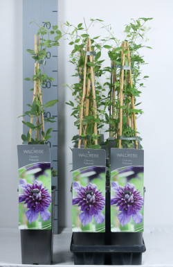 Raganė (Lot Clematis) 'Kokonoe' P17 40-60 CM 3 STICK | RAGANĖS | VIJOKLINIAI