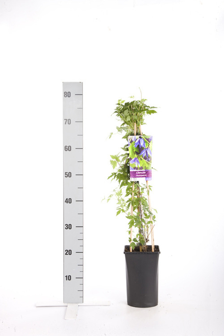 Raganės macropetala (Lot Clematis macropetala) C2,5 70 CM 4 ST(SP) | RAGANĖS | VIJOKLINIAI