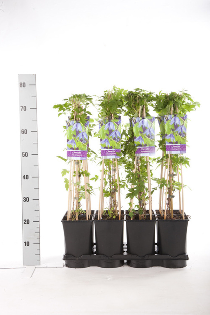 Raganės macropetala (Lot Clematis macropetala) C2,5 70 CM 4 ST(SP) | RAGANĖS | VIJOKLINIAI
