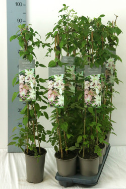 Raganė (Lot Clematis) 'Marjorie' P17 60-100 3-STICK | RAGANĖS | VIJOKLINIAI