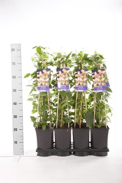 Raganė (Lot Clematis) 'Marjorie' C2,5 70 CM 4 ST(SP)