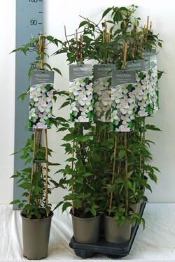 Raganė (Lot Clematis) 'Mayleen' P17 60-100 3-STICK | RAGANĖS | VIJOKLINIAI