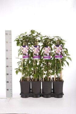 Raganė (Lot Clematis) 'Mayleen' C2,5 70 CM 4 ST(SP) - nuotrauka 2