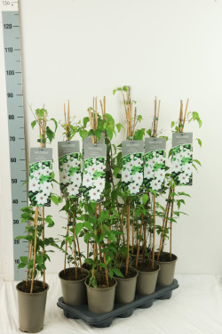 Raganė (Lot Clematis) 'Miss Bateman' P17 60-100 3-STICK | RAGANĖS | VIJOKLINIAI