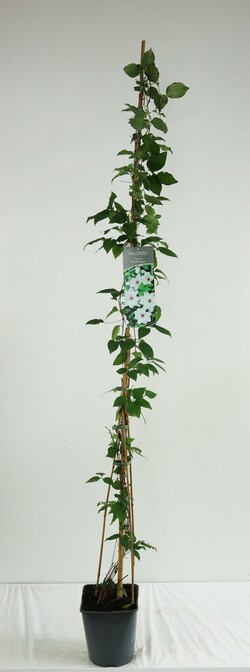 Raganė (Lot Clematis) 'Miss Bateman' C5/P23 100-125 CM | RAGANĖS | VIJOKLINIAI