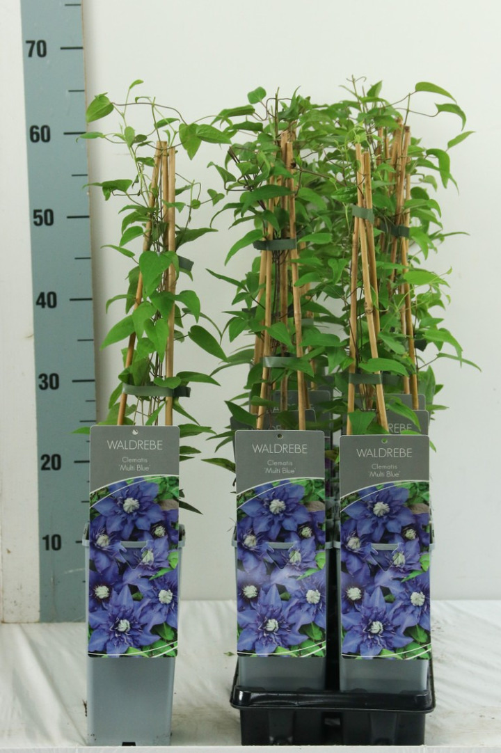Raganė (Lot Clematis) 'Multi Blue' P17 40-60 CM 3 STICK | RAGANĖS | VIJOKLINIAI