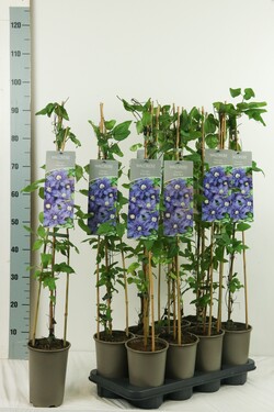 Raganė (Lot Clematis) 'Multi Blue' P17 60-100 3-STICK | RAGANĖS | VIJOKLINIAI