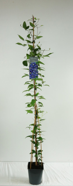 Raganė (Lot Clematis) 'Multi Blue' C5/P23 100-125 CM | RAGANĖS | VIJOKLINIAI