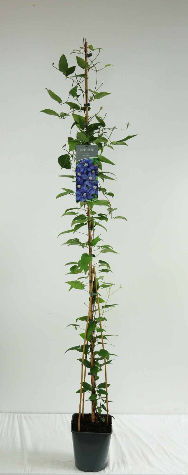 Raganė (Lot Clematis) 'Multi Blue' C5/P23 100-125 CM | RAGANĖS | VIJOKLINIAI