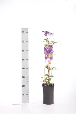 Raganė (Lot Clematis) 'Multi Blue' C2,5 70 CM 4 ST(SP) - nuotrauka 1