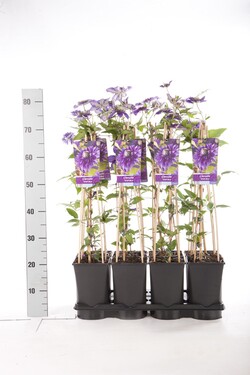 Raganė (Lot Clematis) 'Multi Blue' C2,5 70 CM 4 ST(SP) - nuotrauka 2