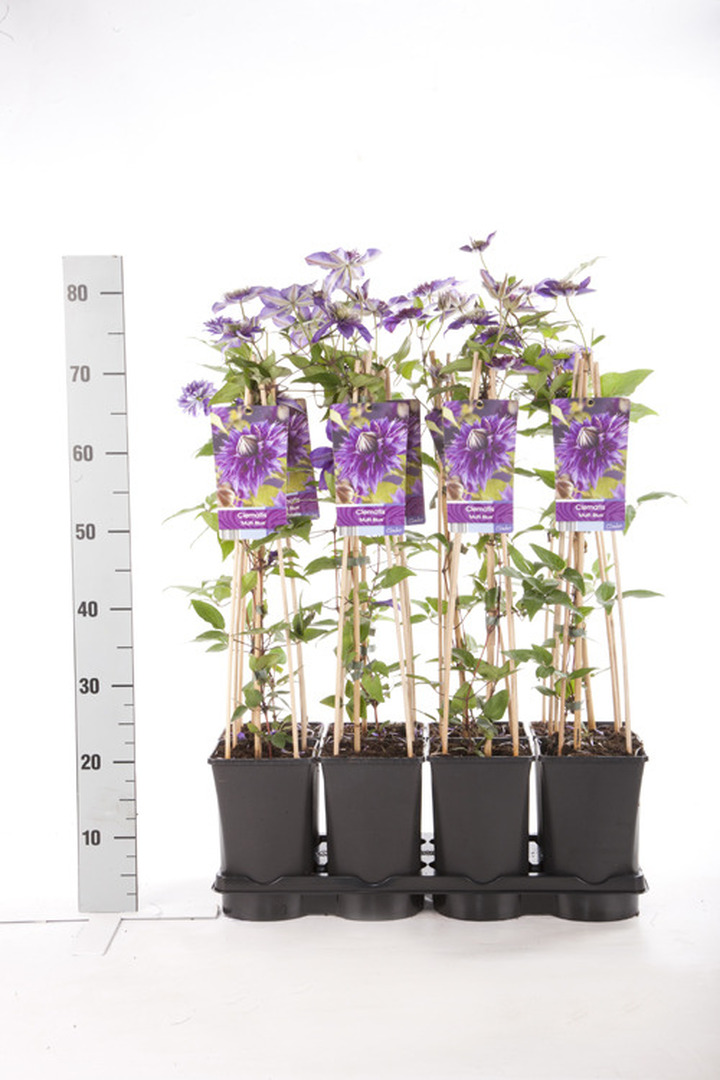 Raganės (Lot Clematis) 'Multi Blue' C2,5 70 CM 4 ST(SP) | RAGANĖS | VIJOKLINIAI