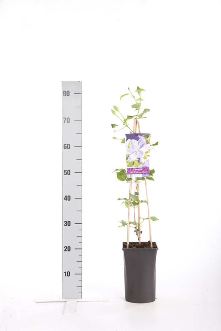 Raganės (Lot Clematis) 'Mrs Cholmondeley' C2,5 70 CM 4 ST(SP) | RAGANĖS | VIJOKLINIAI