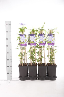 Raganė (Lot Clematis) 'Mrs Cholmondeley' C2,5 70 CM 4 ST(SP) - nuotrauka 2