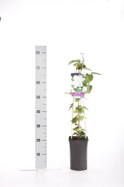 Raganė (Lot Clematis) 'Mevrouw Le Coultre' C2,5 70 CM 4 ST(SP) - nuotrauka 1