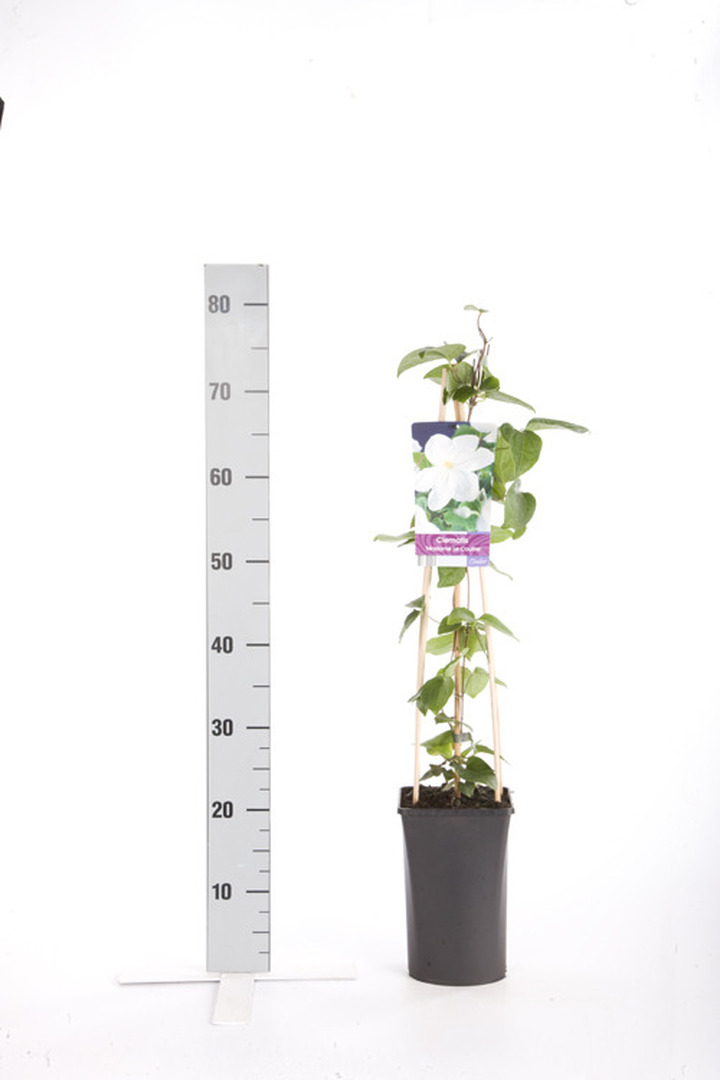Raganės (Lot Clematis) 'Mevrouw Le Coultre' C2,5 70 CM 4 ST(SP) | RAGANĖS | VIJOKLINIAI