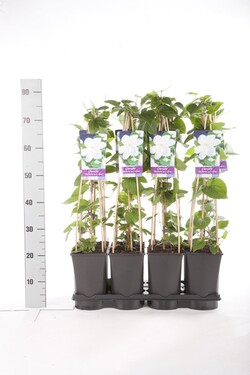 Raganė (Lot Clematis) 'Mevrouw Le Coultre' C2,5 70 CM 4 ST(SP) - nuotrauka 2