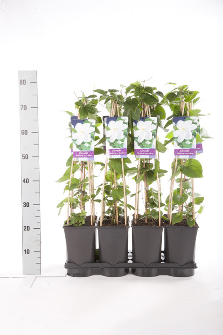 Raganės (Lot Clematis) 'Mevrouw Le Coultre' C2,5 70 CM 4 ST(SP) | RAGANĖS | VIJOKLINIAI