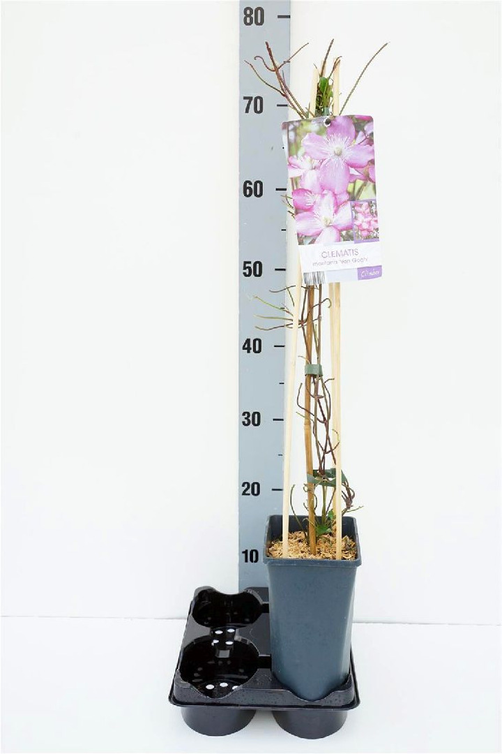 Raganės mont. (Lot Clematis mont.) 'van Gogh' C2,5 70 CM 4 ST(SP) | RAGANĖS | VIJOKLINIAI