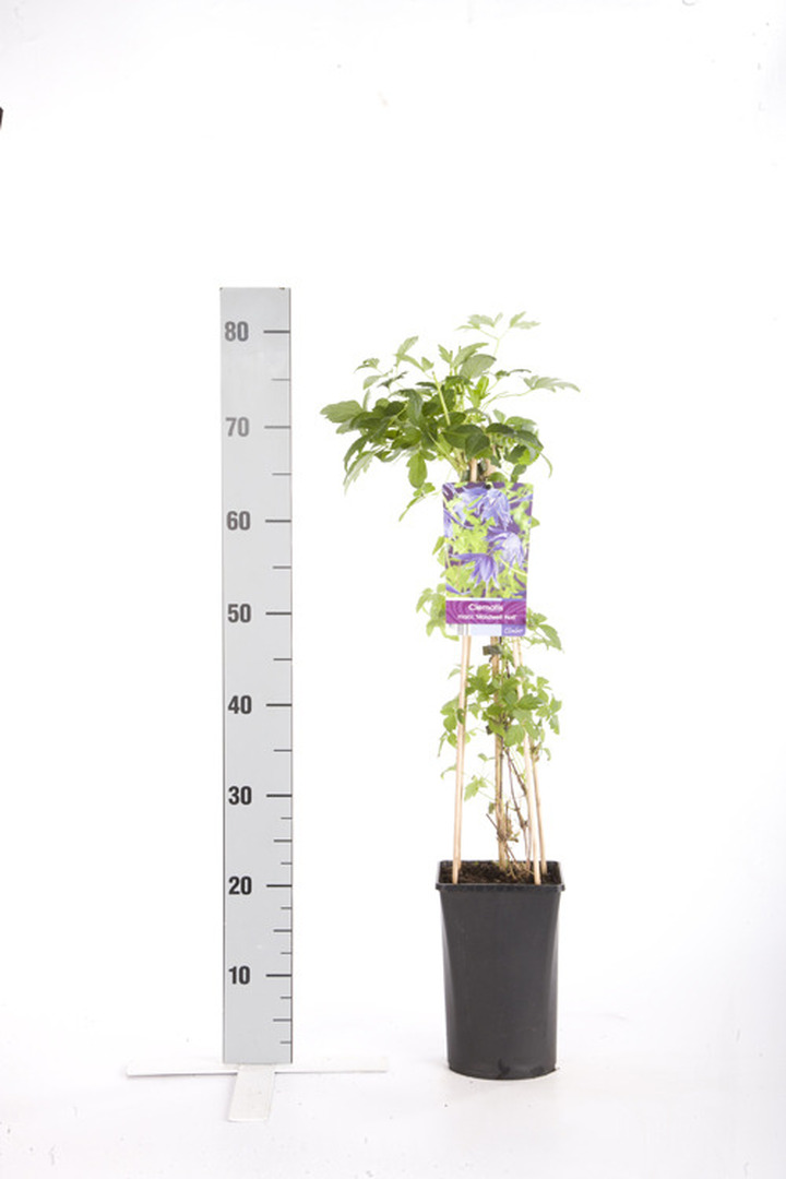 Raganės (Lot Clematis) 'Maidwell Hall' C2,5 70 CM 4 ST(SP) | RAGANĖS | VIJOKLINIAI