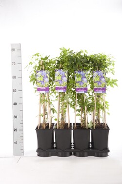 Raganė (Lot Clematis) 'Maidwell Hall' C2,5 70 CM 4 ST(SP) - nuotrauka 2
