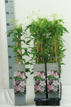 Raganė (Lot Clematis) 'Margaret Hunt' P17 40-60 CM 3 STICK | RAGANĖS | VIJOKLINIAI
