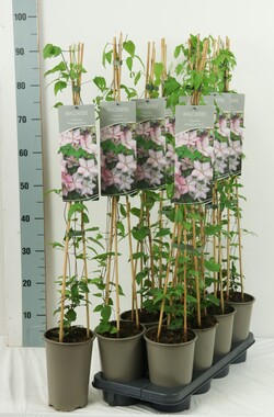 Raganė (Lot Clematis) 'Margaret Hunt' P17 60-100 3-STICK | RAGANĖS | VIJOKLINIAI