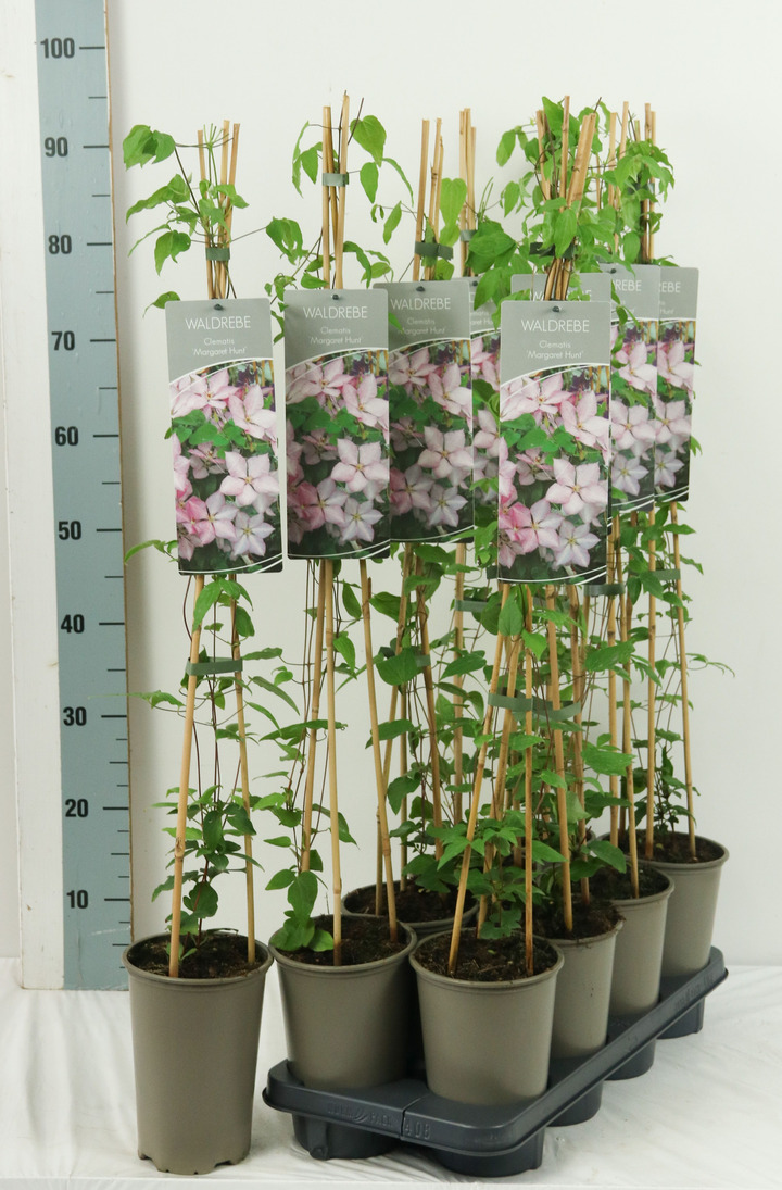 Raganė (Lot Clematis) 'Margaret Hunt' P17 60-100 3-STICK | RAGANĖS | VIJOKLINIAI