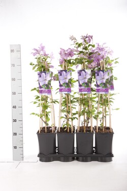 Raganė (Lot Clematis) 'Margaret Hunt' C2,5 70 CM 4 ST(SP) - nuotrauka 2