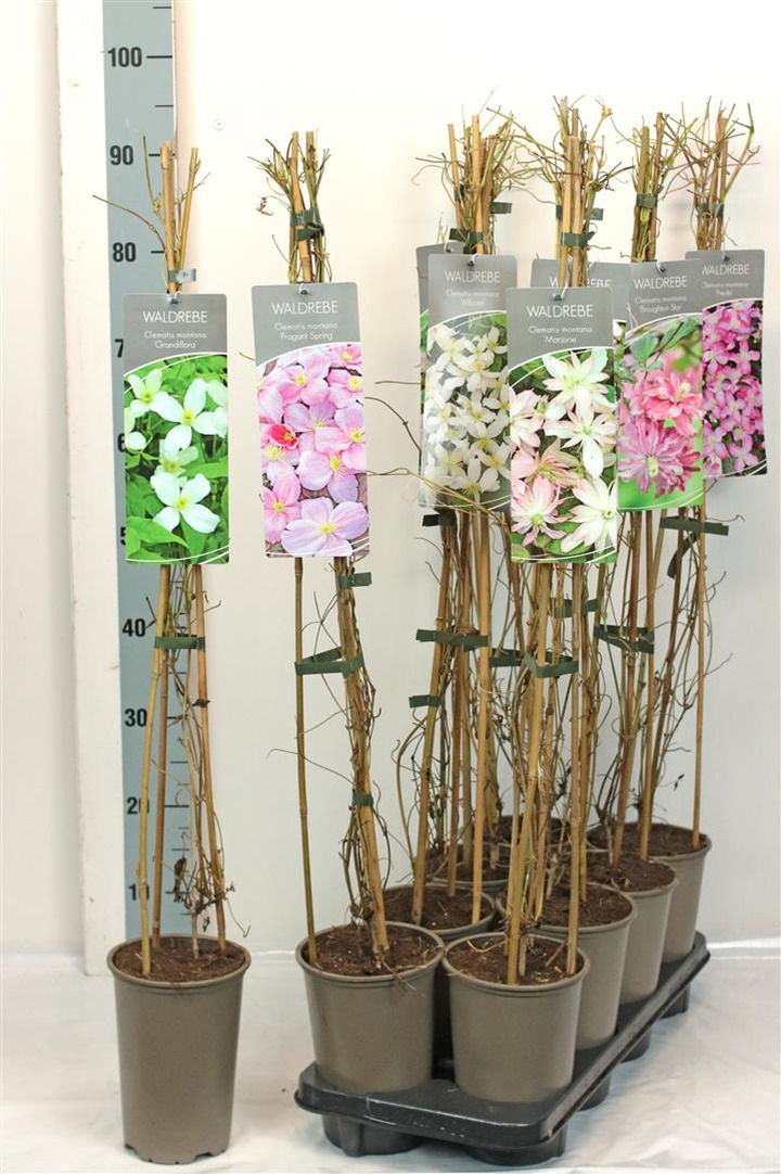 Raganė kalninė MIX (Lot Clematis montana)  MIX C2/P17 60-80 CM