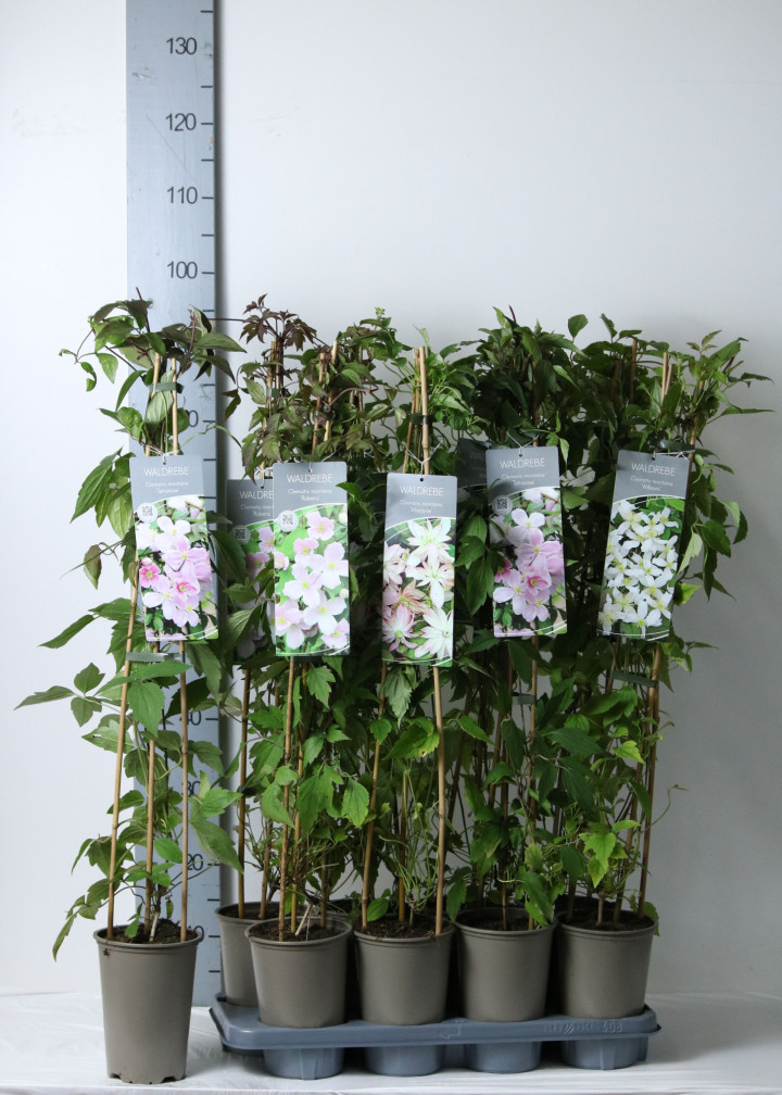 Raganė kalninė MIX (Lot Clematis montana) P17 60-100 3-STICK