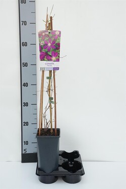 Raganė (Lot Clematis) 'Mikelite' C2,5 70 CM 4 ST(SP)