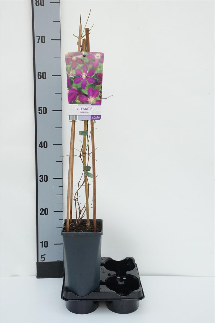 Raganė (Lot Clematis) 'Mikelite' C2,5 70 CM 4 ST(SP)