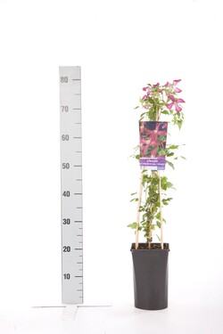 Raganė (Lot Clematis) 'Madame Julia Correvon' C2,5 70 CM 4 ST(SP) - nuotrauka 1