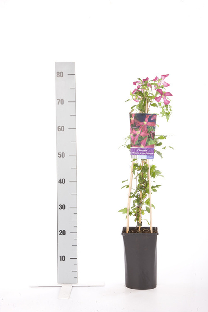 Raganės (Lot Clematis) 'Madame Julia Correvon' C2,5 70 CM 4 ST(SP) | RAGANĖS | VIJOKLINIAI