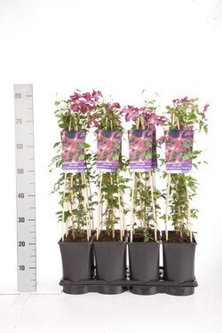 Raganė (Lot Clematis) 'Madame Julia Correvon' C2,5 70 CM 4 ST(SP) - nuotrauka 2