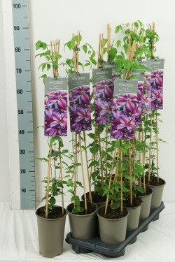 Raganė (Lot Clematis) 'Mrs N. Thompson' P17 60-100 3-STICK | RAGANĖS | VIJOKLINIAI