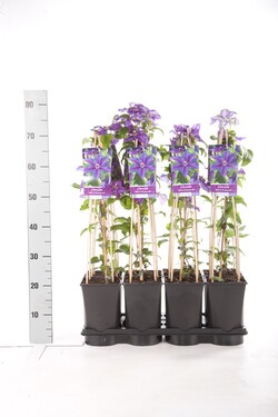 Raganė (Lot Clematis) 'Mrs N. Thompson' C2,5 70 CM 4 ST(SP) - nuotrauka 2