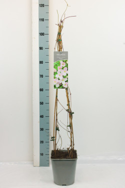Raganė mont. (Lot Clematis mont.) 'Rubens' C5/P23 80-100 CM - nuotrauka 1