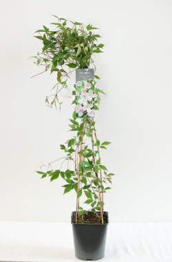 Raganė mont. (Lot Clematis mont.) 'Rubens' C5/P23 80-100 CM - nuotrauka 2
