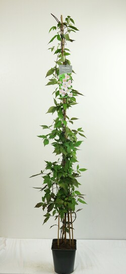 Raganė mont. (Lot Clematis mont.) 'Rubens' C5/P23 100-125 CM | RAGANĖS | VIJOKLINIAI
