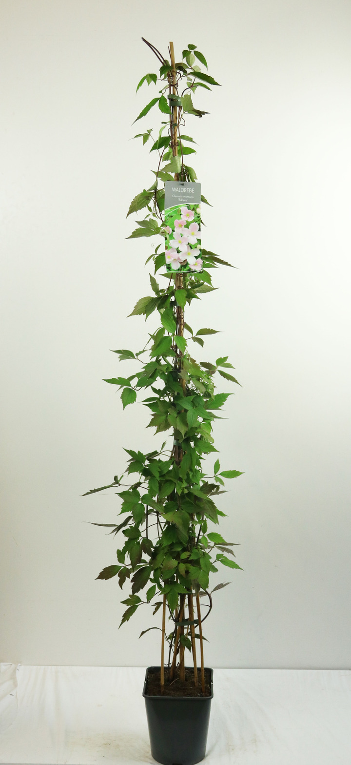 Raganė mont. (Lot Clematis mont.) 'Rubens' C5/P23 100-125 CM | RAGANĖS | VIJOKLINIAI
