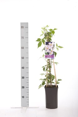 Raganė kalninė (Lot Clematis mont.) 'Rubens' C2,5 70 CM 4 ST(SP) - nuotrauka 1