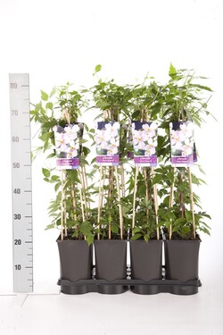 Raganė kalninė (Lot Clematis mont.) 'Rubens' C2,5 70 CM 4 ST(SP) - nuotrauka 2
