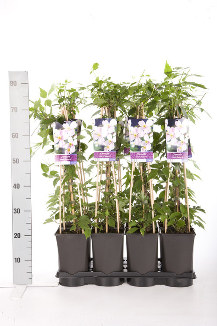 Raganė kalninė (Lot Clematis mont.) 'Rubens' C2,5 70 CM 4 ST(SP)