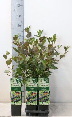 Raganė mont. (Lot Clematis mont.) P17 40-60 CM 3 STICK | RAGANĖS | VIJOKLINIAI