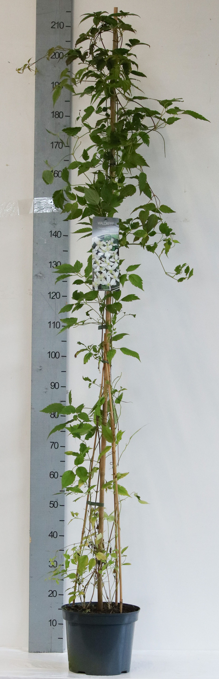 Raganė mont. (Lot Clematis mont.) C7,5/P26 150-200 CM | RAGANĖS | VIJOKLINIAI