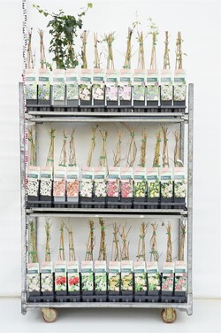 Climbers Nature MIX (Lot Climbers Nature)   P17 40-60 CM 3 STICK