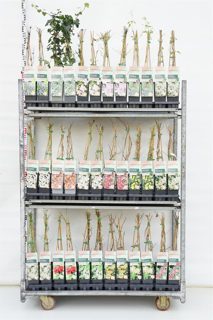 Climbers Nature MIX (Lot Climbers Nature)   P17 40-60 CM 3 STICK